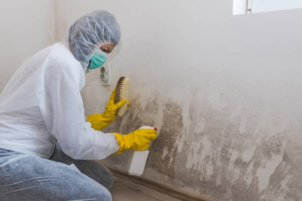 Best Basement Mold Removal in Brookfield Center, OH